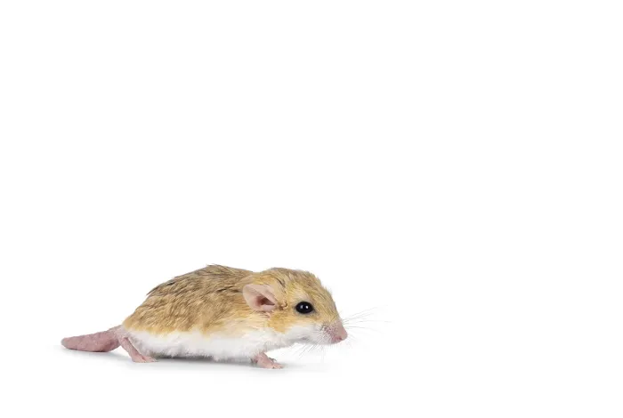 Framed Print : Side view of Fat tailed gerbil aka Pachyuromys duprasi