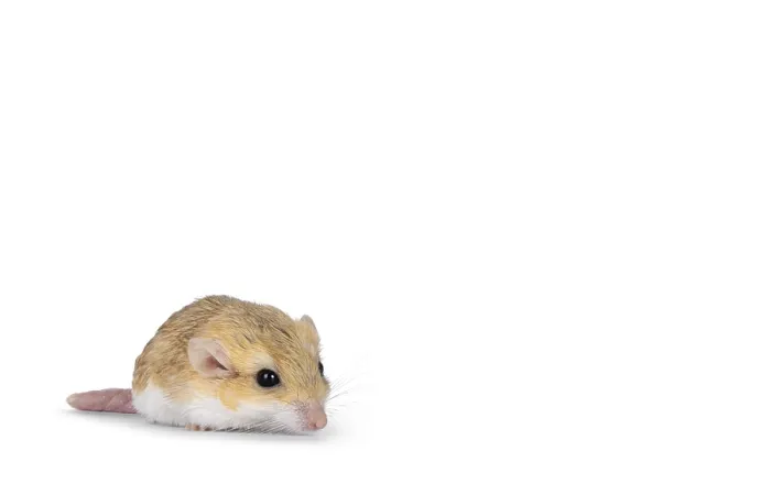 Framed Print : Side view of Fat tailed gerbil aka Pachyuromys duprasi