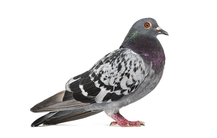 Framed Print : Side view of a feral pigeon, isoated on white