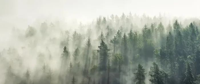 Framed Print : View of foggy forest in backlight Framed Print : View of foggy forest in backlight