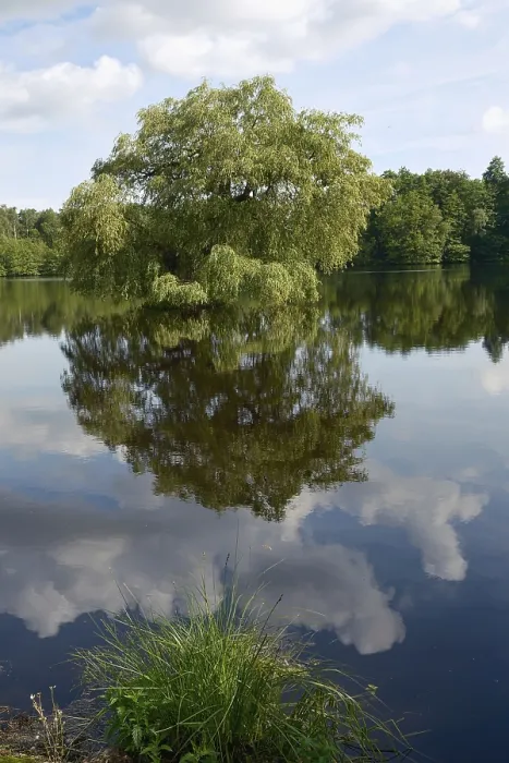 Framed Print : View of a forest lake with a tree on a small island