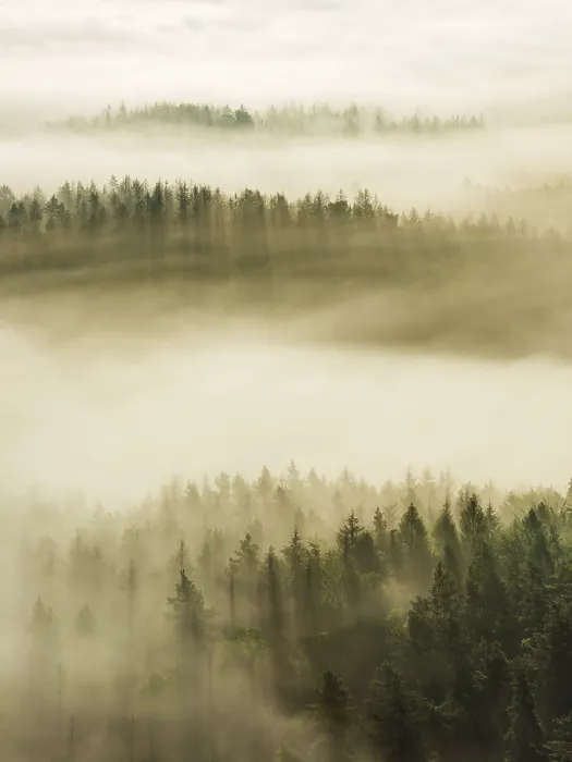 Framed Print : View of forest with morning mist and sunrays Framed Print : View of forest with morning mist and sunrays
