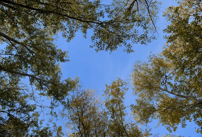 Framed Print : View from the bottom up in a forest of silver poplars