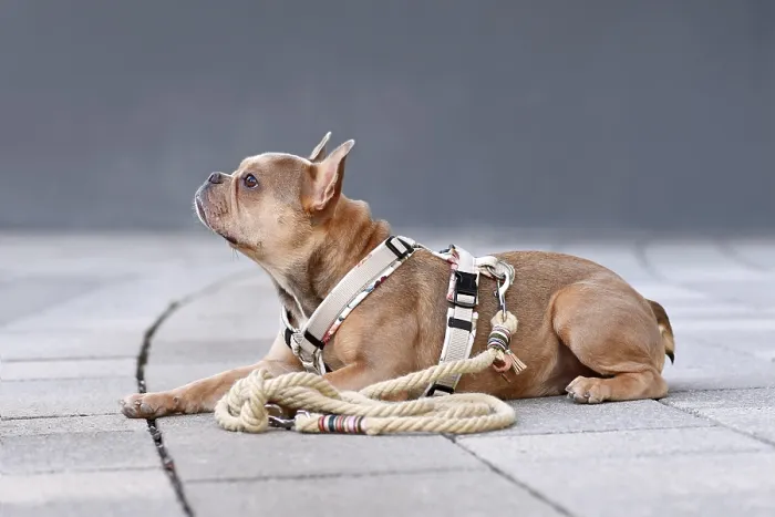Framed Print : Side view of French Bulldog with dog harness with rope leash in front of gray wall