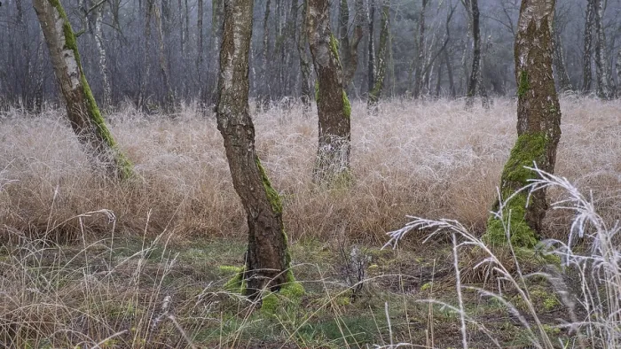 Framed Print : View of frozen grasses and birch trees covered with moss in the forest