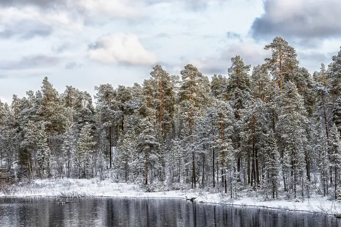 Framed Print : View of the frozen pinetree forest and river in winter Framed Print : View of the frozen pinetree forest and river in winter