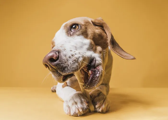 Framed Print : Front view funny dog eating bone Framed Print : Front view funny dog eating bone