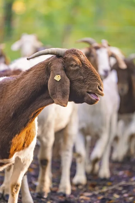 Framed Print : Side view of a goat in the middle of the herd in the forest