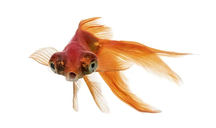 Framed Print : Front view of a Goldfish in water islolated on white