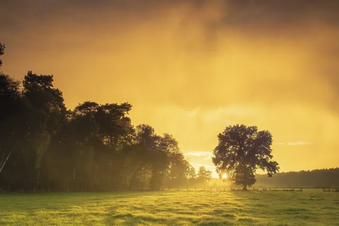 Framed Print : View over green meadows to a tree at the edge of a forest with an intense sunset Framed Print : View over green meadows to a tree at the edge of a forest with an intense sunset