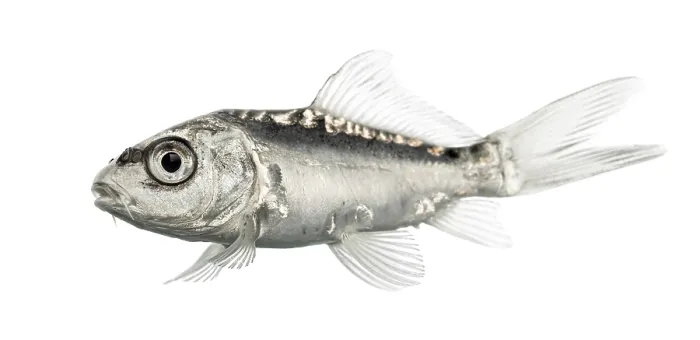 Framed Print : Side view of a grey koi isolated on white Framed Print : Side view of a grey koi isolated on white