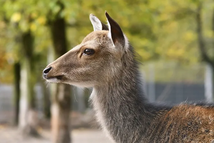 Framed Print : Side view of head of Cervus nippon Shika deer Framed Print : Side view of head of Cervus nippon Shika deer