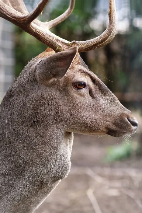 Framed Print : Side view of head of male Cervus nippon Shika deer with antlers