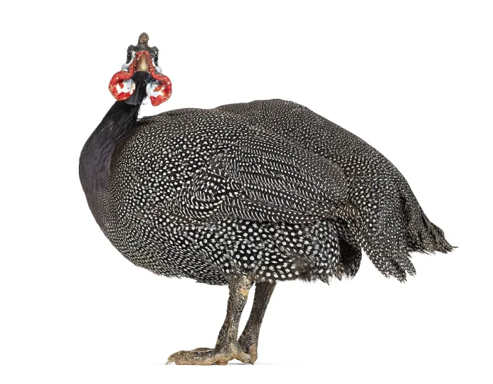 Framed Print : Side view of a Helmeted guineafowl looing at the camera Framed Print : Side view of a Helmeted guineafowl looing at the camera