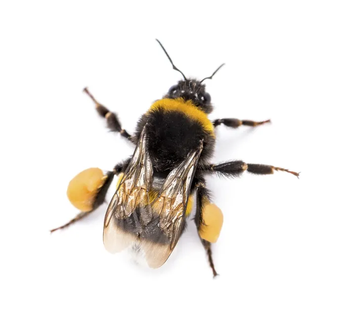 Framed Print : View from up high of a Buff-tailed bumblebee