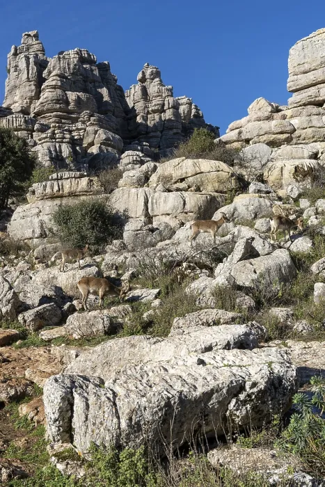 Framed Print : View of many Iberian wild mountain goats in the El Torcal Nature Park in Andalusia