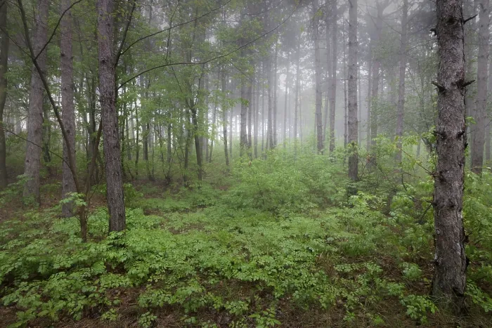 Framed Print : View inside of the foggy forest on the trees