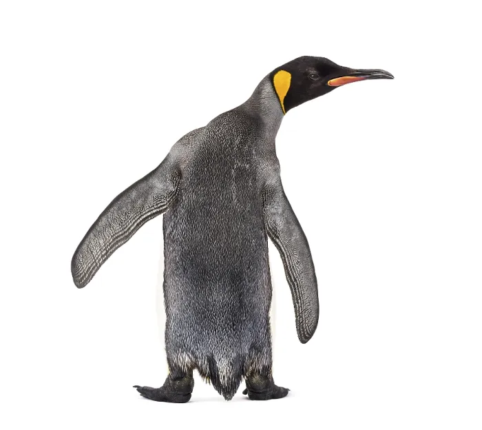 Framed Print : Back view of a king penguin isolated on white