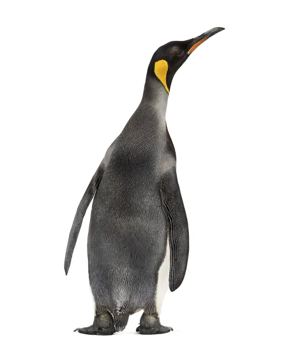 Framed Print : Back view of a king penguin isolated on white
