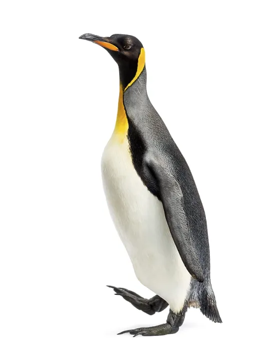Framed Print : Side view of a king penguin walking