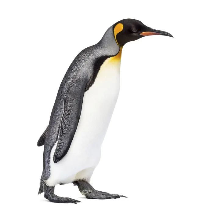 Framed Print : Side view of a King penguin walking
