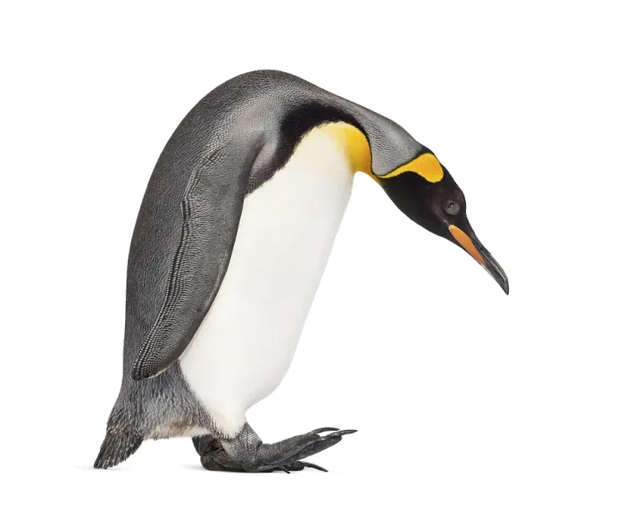 Framed Print : Side view of a King penguin walking