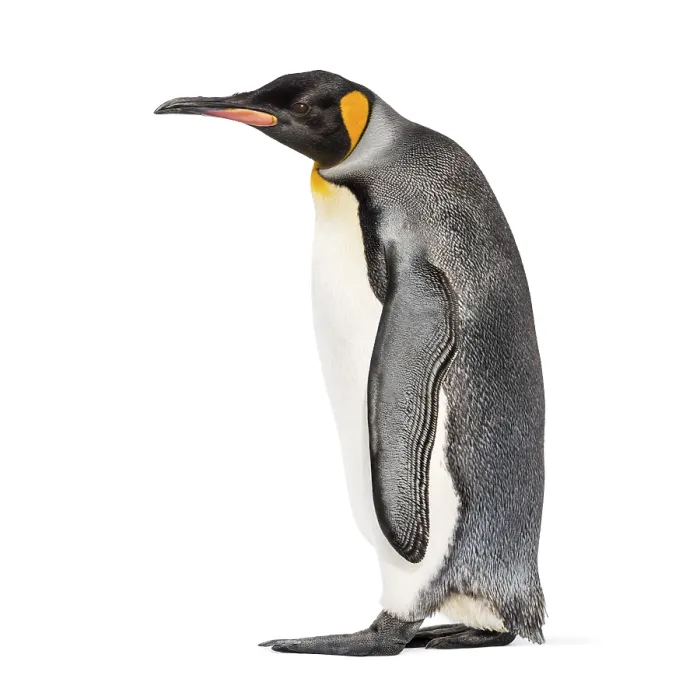 Framed Print : Side view of a King penguin walking