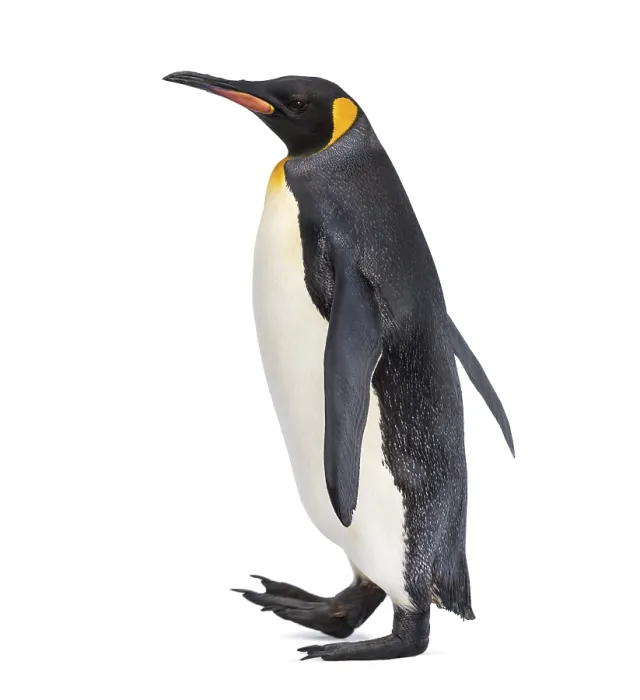 Framed Print : Side view of a King penguin walking