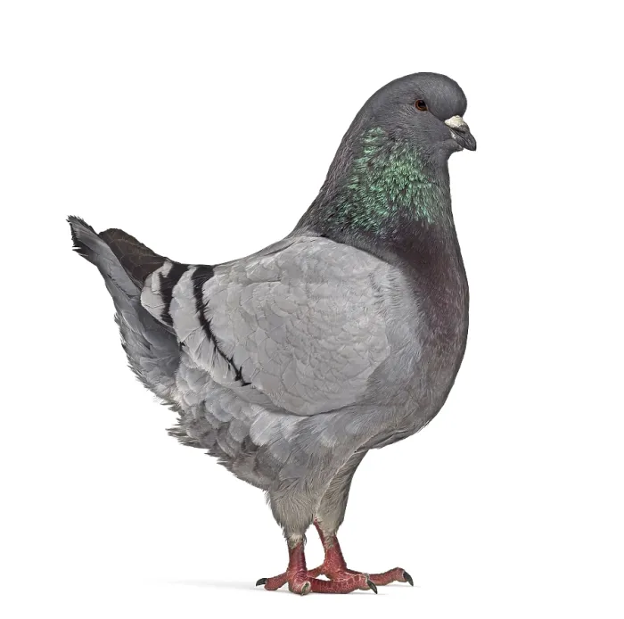 Framed Print : Side view of a King Pigeon isolated on white
