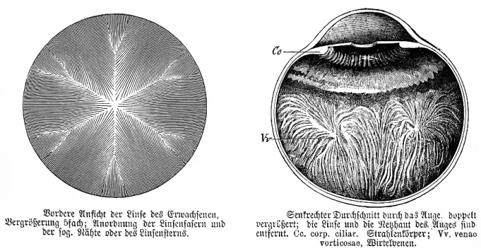 Framed Print : Front view of the lens of an adult Framed Print : Front view of the lens of an adult