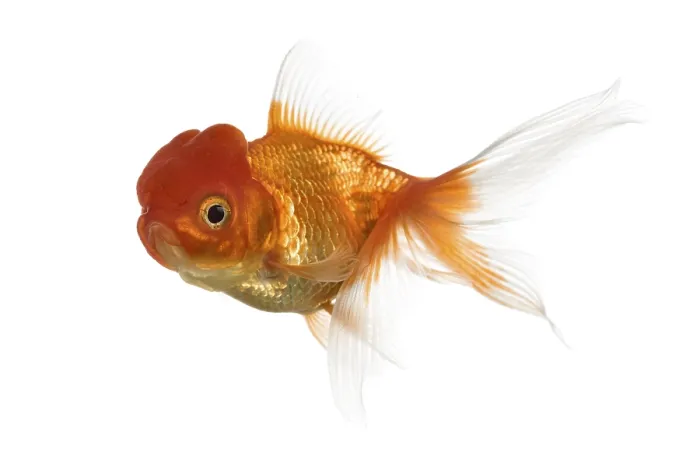 Framed Print : Side view of a Lion's head goldfish swimming isolated on white Side view of a Lion's head goldfish swimming