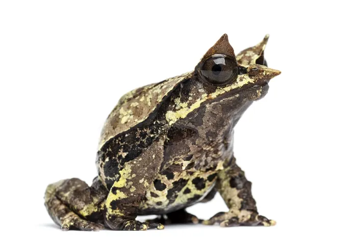Framed Print : Side view of a Long-nosed horned frog