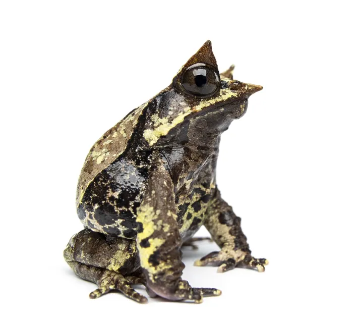 Framed Print : Side view of a Long-nosed horned frog looking at the camera Framed Print : Side view of a Long-nosed horned frog looking at the camera