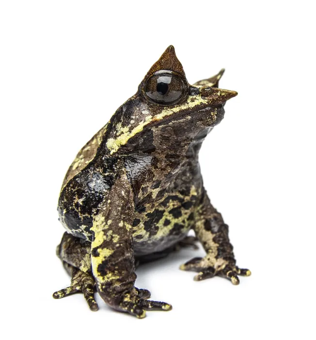 Framed Print : Side view of a Long-nosed horned frog looking at the camera