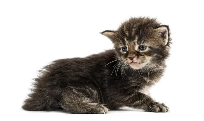 Framed Print : Side view of a Maine coon kitten isolated on white Framed Print : Side view of a Maine coon kitten isolated on white