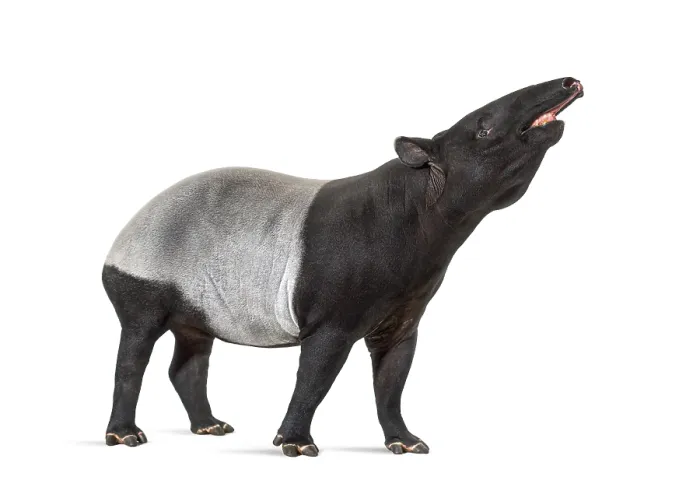 Framed Print : Side view of a Malayan tapir using its snout to smell Framed Print : Side view of a Malayan tapir using its snout to smell