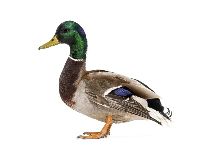 Framed Print : Side view of a Mallard Duck standing