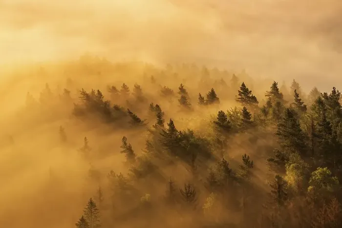 Framed Print : View of misty forest in morning light