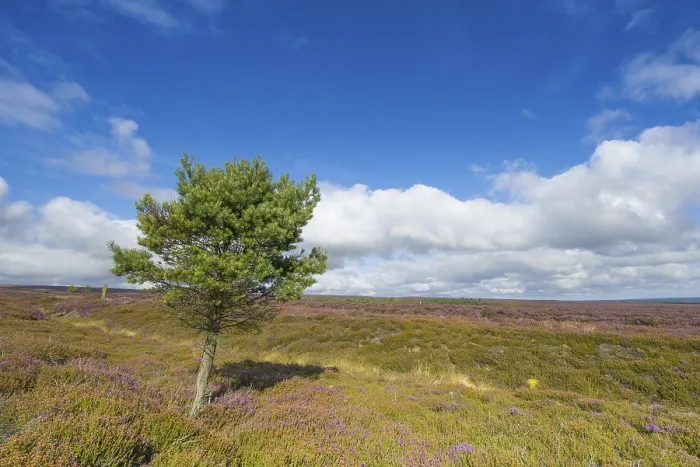 Framed Print : View of moorland habitat with flowering Common Heather (Calluna vulgaris) and isolated Scots Pine (Pinus sylvestris)