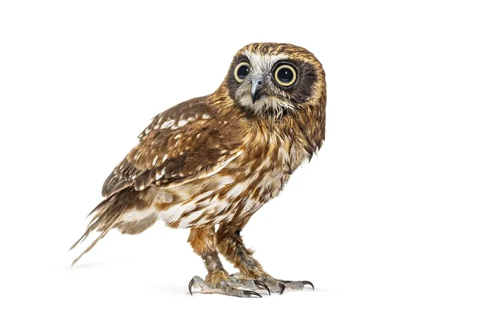 Framed Print : Side view of a Morepork owl, Ninox novaeseelandiae Framed Print : Side view of a Morepork owl, Ninox novaeseelandiae