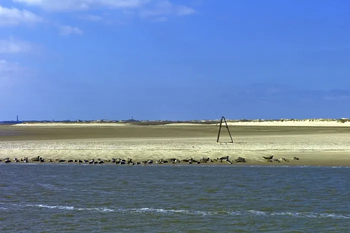 Framed Print : View of Norderney Island, Seals on the Beach