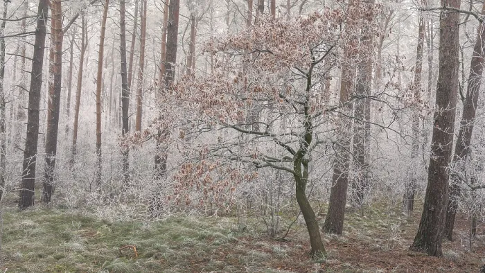 Framed Print : View of an oak tree frozen with hoarfrost in the forest