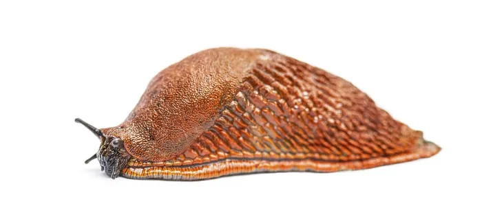 Framed Print : Side view on a orange red slug