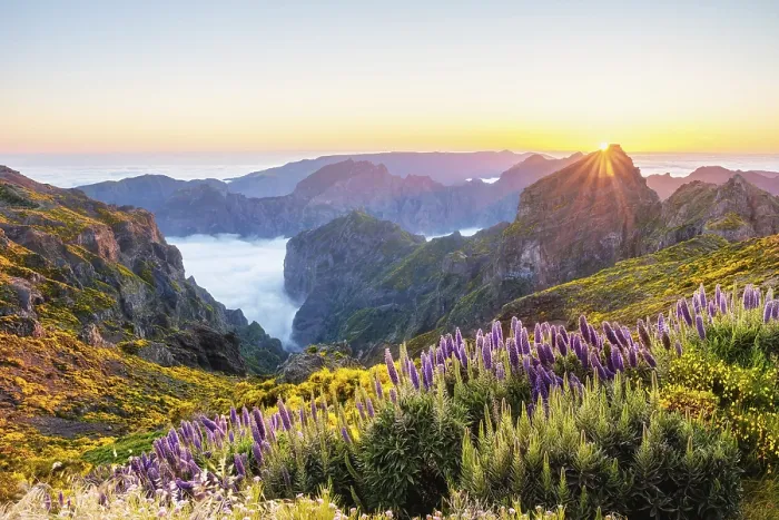Framed Print : View from Pico do Arieiro of mountains over clouds with Pride of Madeira flowers Framed Print : View from Pico do Arieiro of mountains over clouds with Pride of Madeira flowers