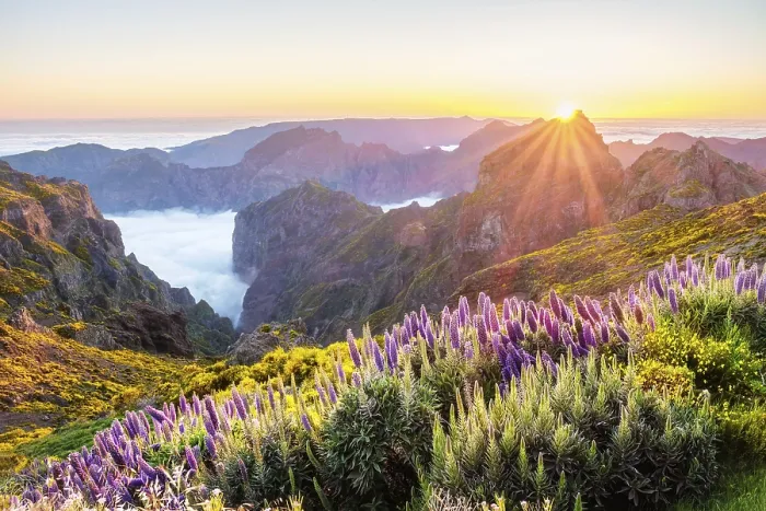 Framed Print : View from Pico do Arieiro of mountains over clouds with Pride of Madeira flowers