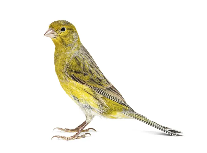 Framed Print : Side view portrait of a pied canary