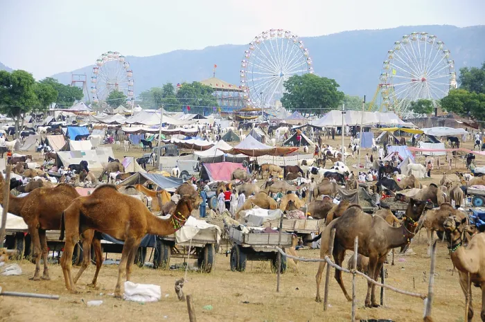 Framed Print : View of pushkar fair, Rajasthan, India Framed Print : View of pushkar fair, Rajasthan, India