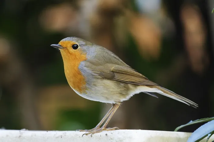 Framed Print : Side view of a robin in front of a blurred background Framed Print : Side view of a robin in front of a blurred background