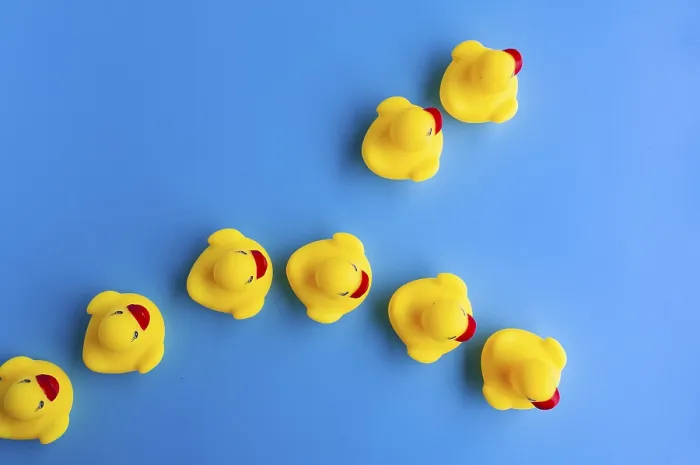 Framed Print : Top view of rubber duck going in different direction