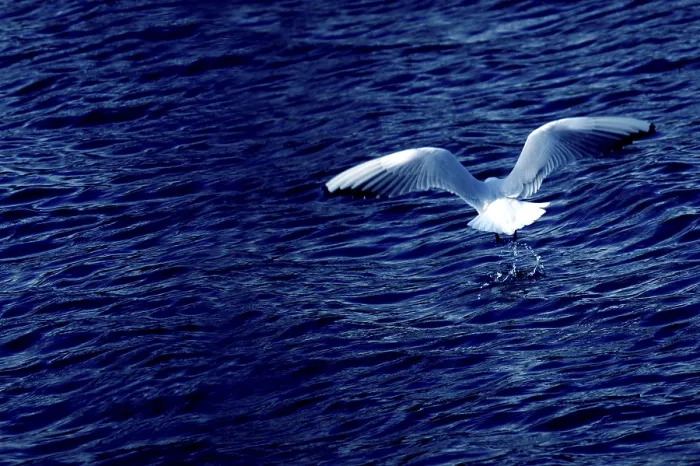 Framed Print : Back view of a seagull in the moment of trying to catch a fishi in the sea Framed Print : Back view of a seagull in the moment of trying to catch a fishi in the sea